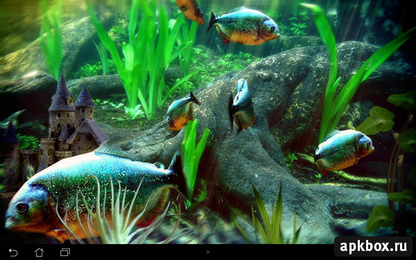 Piranha Aquarium 3D