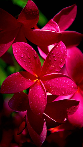 Plumeria Full HD, скриншот 2